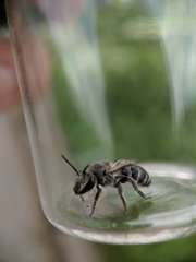 Colletes latitarsis