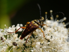 Typocerus
