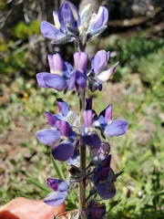 Lupinus covillei