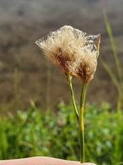 Calliscirpus brachythrix