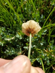 Calliscirpus brachythrix