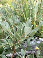 Salix commutata