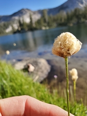 Calliscirpus brachythrix