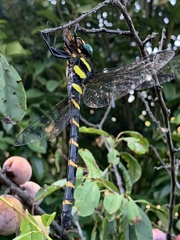 Anotogaster sieboldii