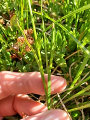 Calliscirpus brachythrix