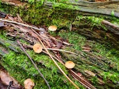 Galerina triscopa