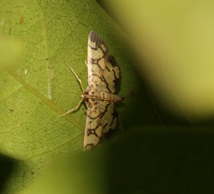 Lygropia distorta
