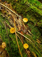 Galerina triscopa