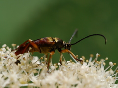 Typocerus