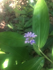 Dichorisandra thyrsiflora