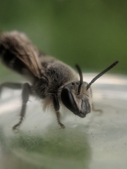 Colletes latitarsis