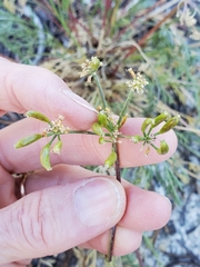 Lomatium torreyi