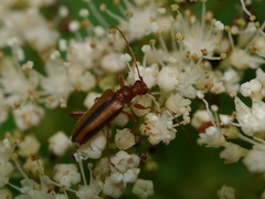 Pidonia aurata