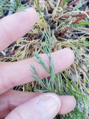 Lomatium torreyi