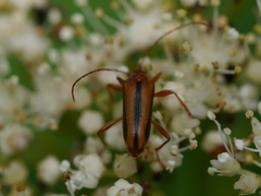 Pidonia aurata