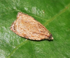 Sycacantha inopinata