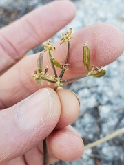 Lomatium torreyi
