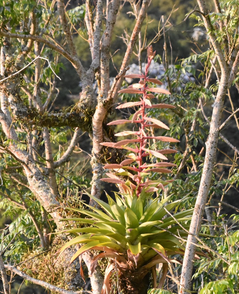 Tillandsia fendleri