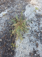Lomatium torreyi