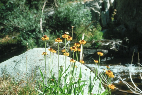 Bigelow's Sneezeweed