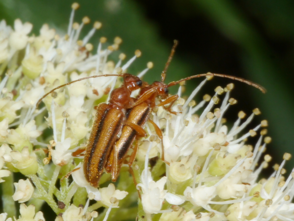 Pidonia aurata