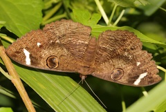 Erebus hieroglyphica