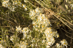Olearia subspicata