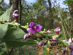 Oxyrhynchus populneus