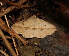 Ugia insuspecta