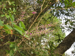 Oxyrhynchus populneus