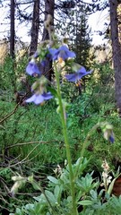Polemonium occidentale occidentale
