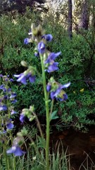 Polemonium occidentale occidentale
