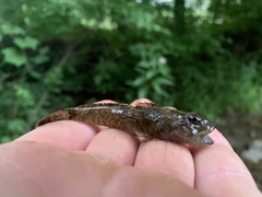 Cottus bairdii