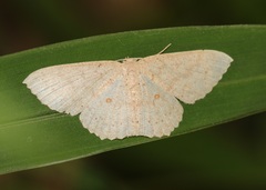 Perixera flavispila