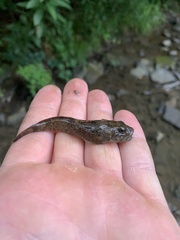Cottus bairdii