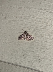 Lygropia rivulalis