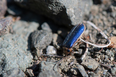 Trirhabda flavolimbata