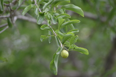 Sarcomphalus mexicanus