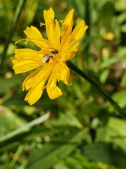 Microseris nutans