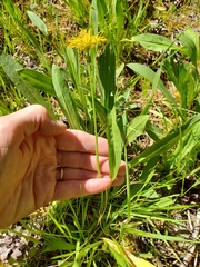 Microseris nutans
