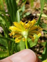 Microseris nutans