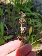 Juncus macrandrus