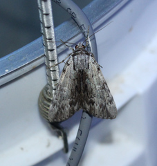 Catocala gracilis
