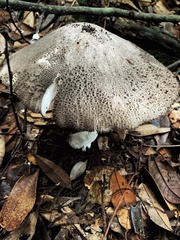 Amanita sinensis