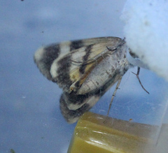 Catocala gracilis