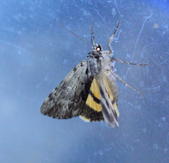 Catocala gracilis