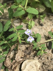 Veronica catenata