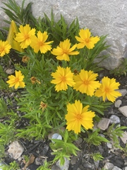 Coreopsis auriculata