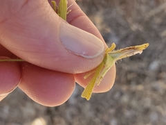 Cordylanthus pilosus trifidus