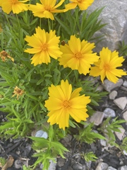 Coreopsis auriculata